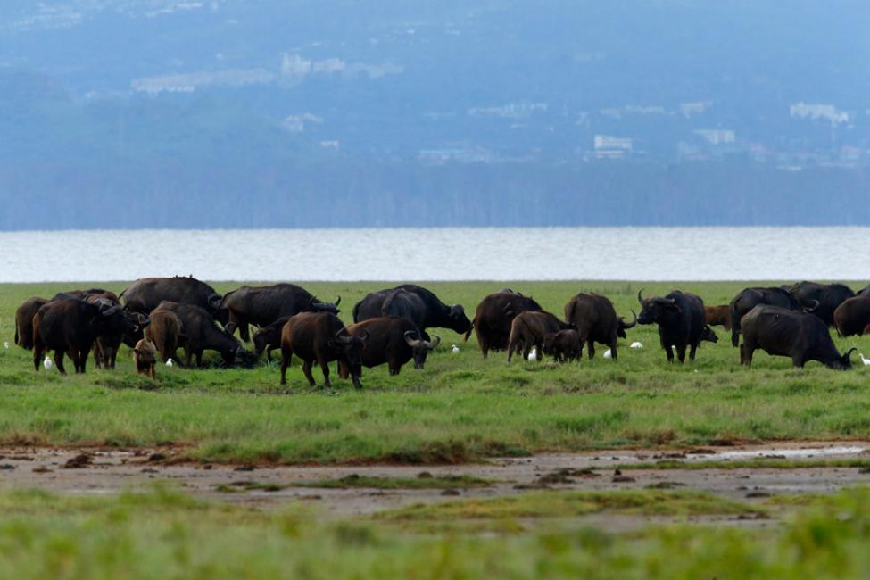 El lago Nakuru